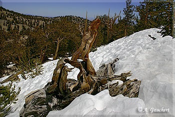 Baumwurzeln im Schnee